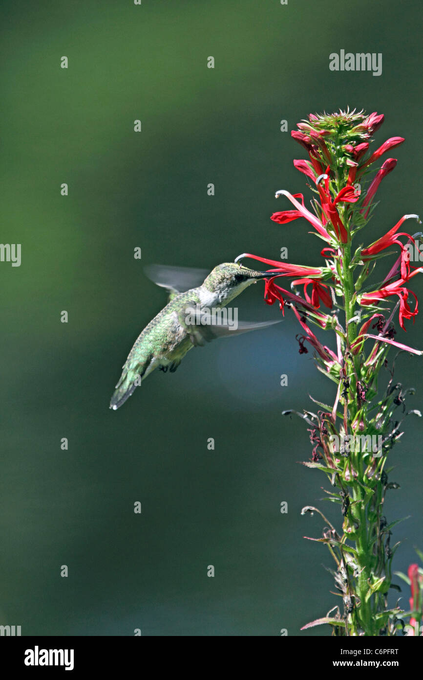 Ein Ruby – Throated Kolibri, Archilochos Colubris, Fütterung auf eine Kardinal-Blume, Lobelia Cardinalis. Stockfoto