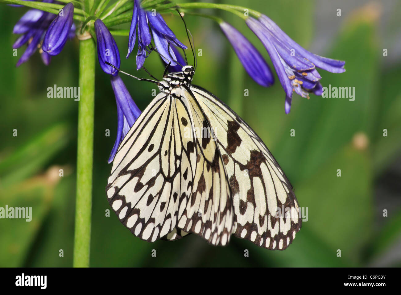 Ein Schmetterling, der Papier-Drachen oder manchmal genannt den Reispapier Schmetterling, Idee Leuconoe auf lila Blumen Stockfoto