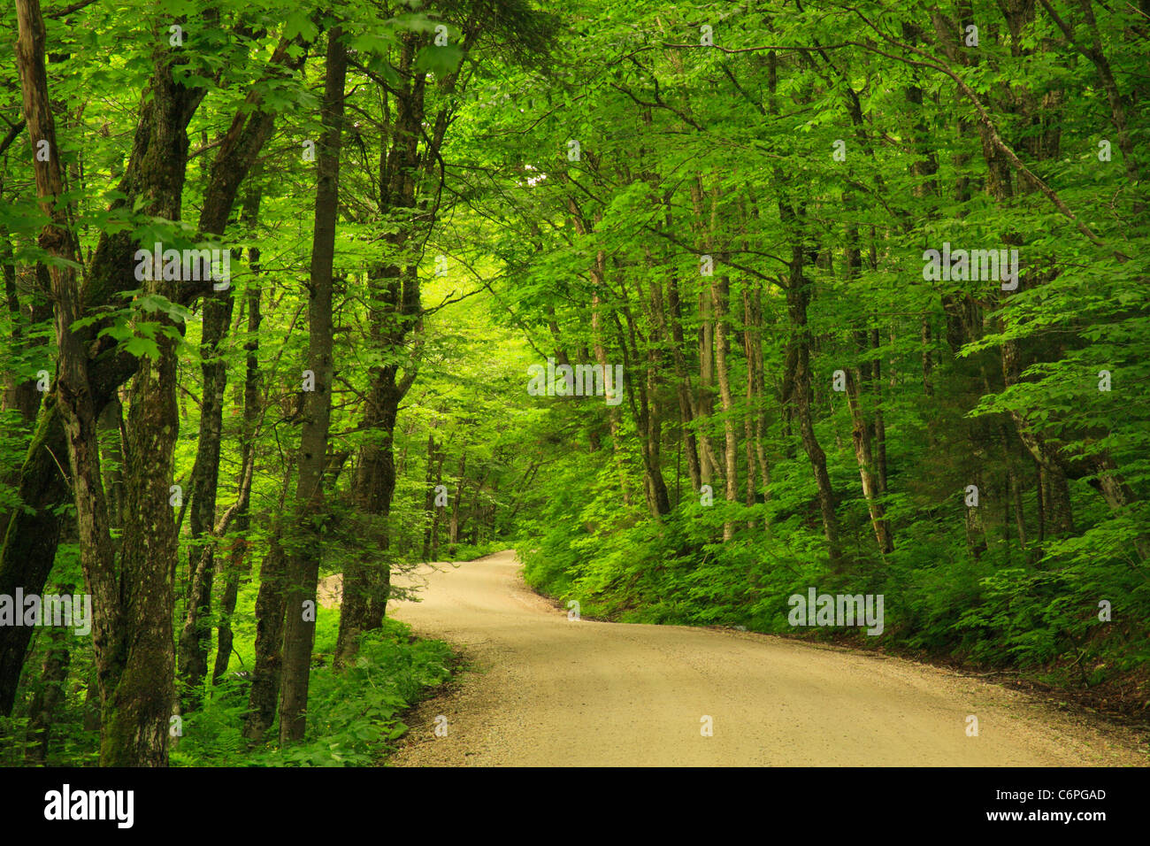 Kelly Stand Road, in der Nähe von Appalachian Trail, Arlington, Vermont, USA Stockfoto