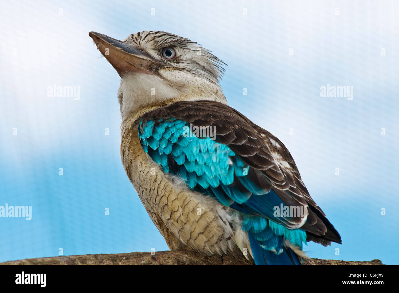 Blaue Winged Kookaburra auf Ast Stockfoto