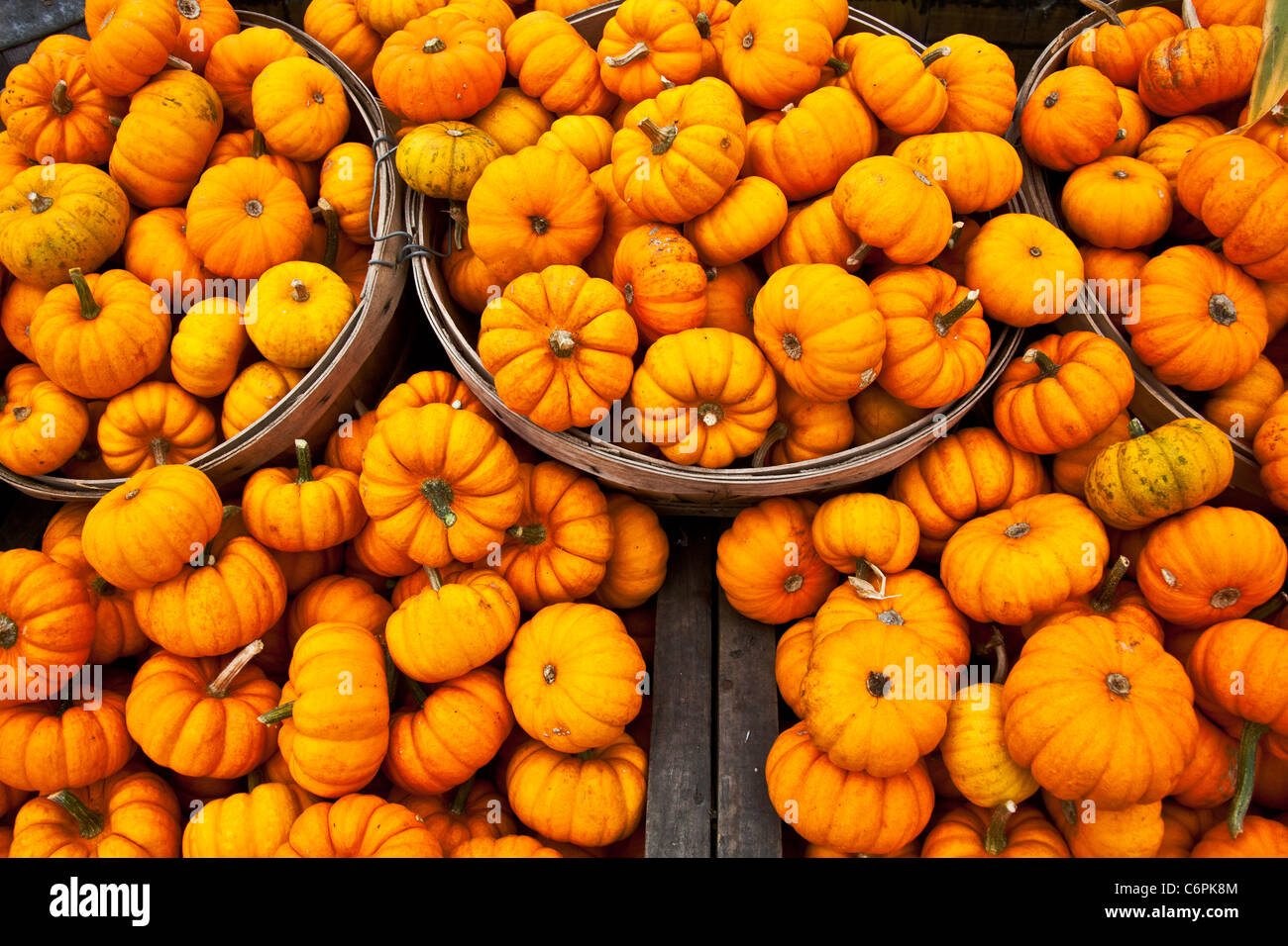 Baby Kürbis von Scheffel, Symbole von Halloween. Stockfoto