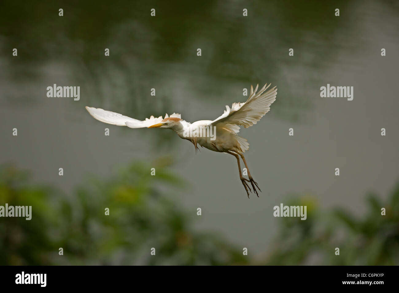 Kuhreiher (Bubulcus Ibis) - fliegende - Costa Rica - bei Verschachtelung Kolonie - tropischer Regenwald Stockfoto Kuhreiher (Bubulcus Ibis) - fliegende - Costa Rica - bei Verschachtelung Kolonie - tropischer Regenwald Stockfoto