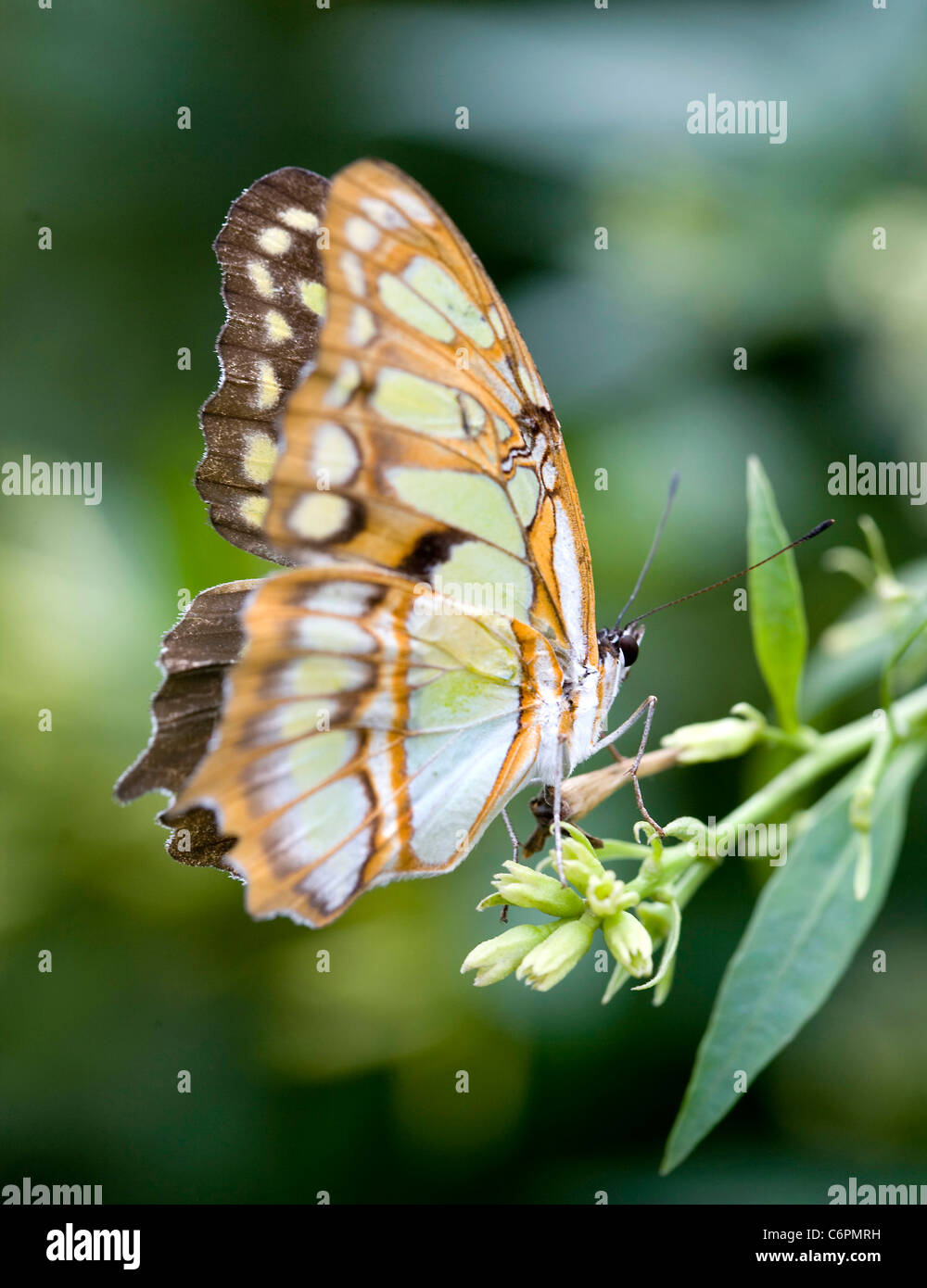 Exotische tropische Schmetterlinge Stockfoto