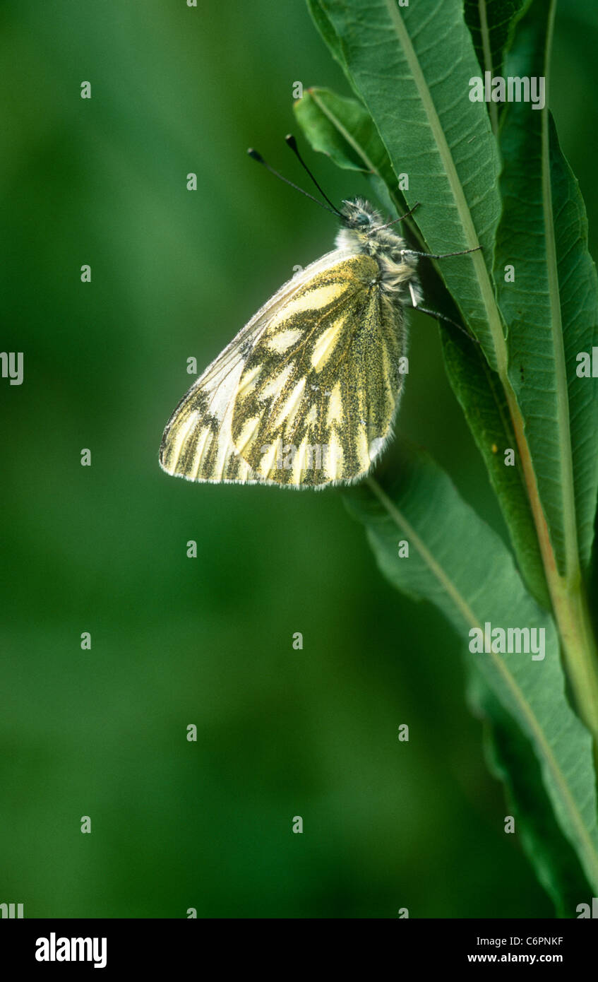 Spitze weiß, Pontia Callidice, Piccolo San Bernardo Pass, Italien Stockfoto