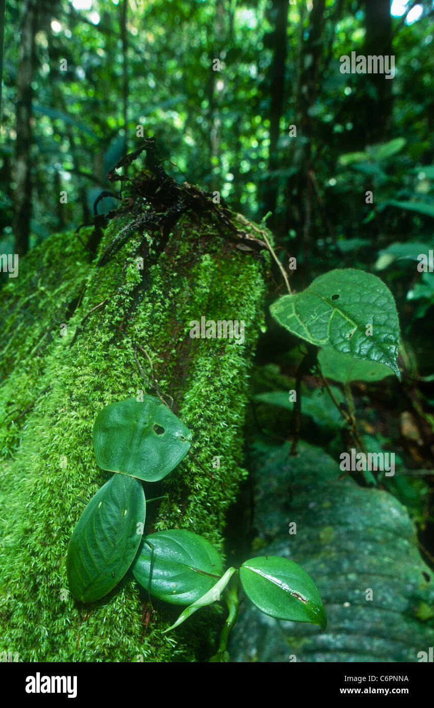 Blatt-Mimic Mantis, Choerdolis Arten, Lebensräume, Selva Verde, Costa Rica Stockfoto