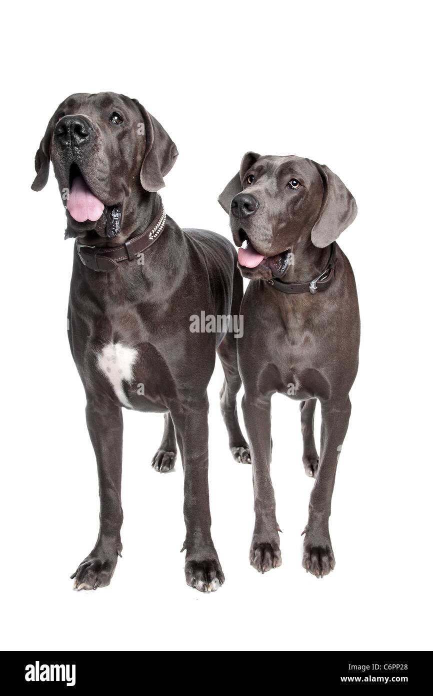 Zwei graue Dogge Hunde vor einem weißen Hintergrund Stockfoto