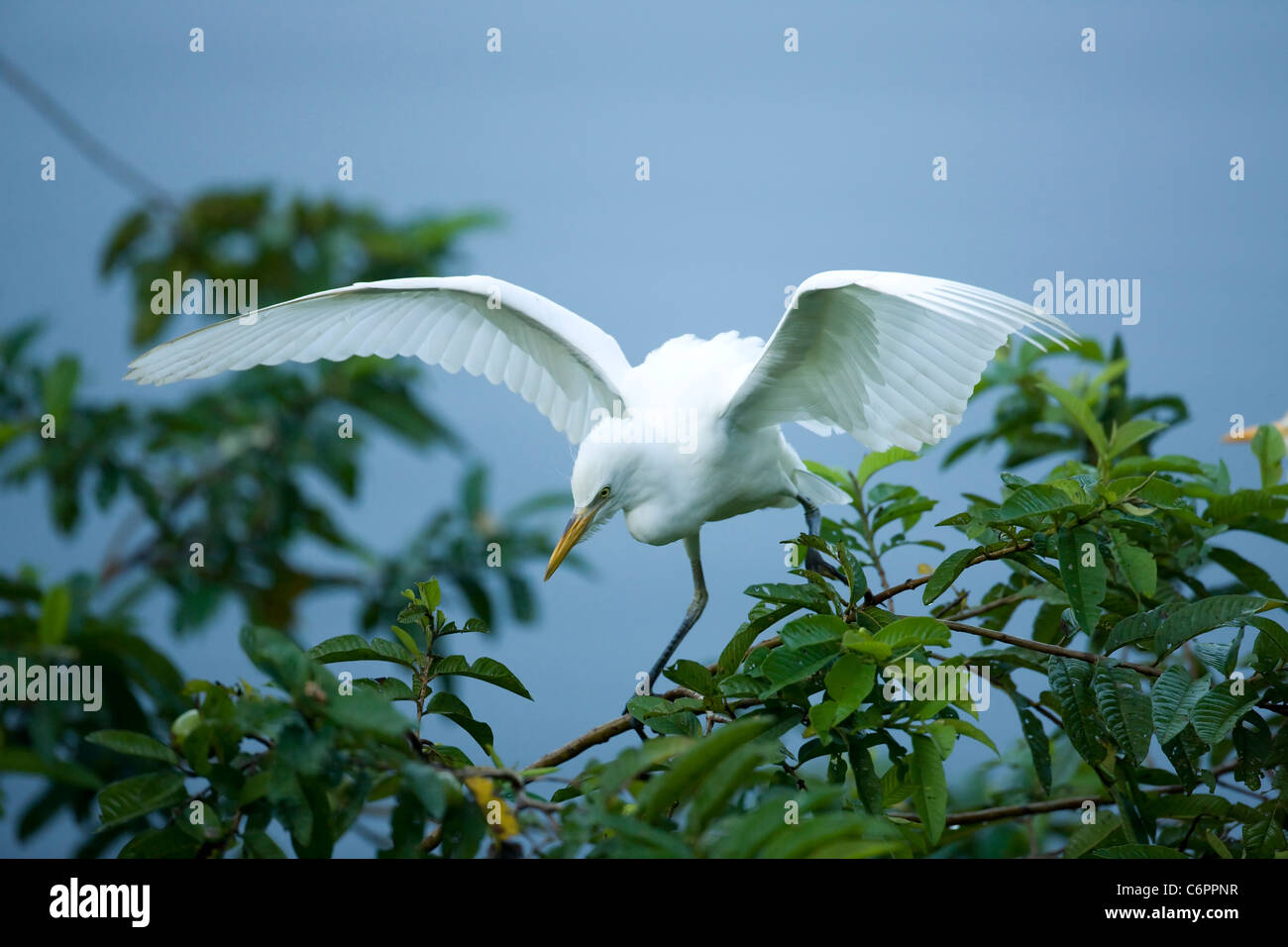 Kuhreiher (Bubulcus Ibis) - fliegende - Costa Rica - bei Verschachtelung Kolonie - tropischer Regenwald Stockfoto Kuhreiher (Bubulcus Ibis) - fliegende - Costa Rica - bei Verschachtelung Kolonie - tropischer Regenwald Stockfoto