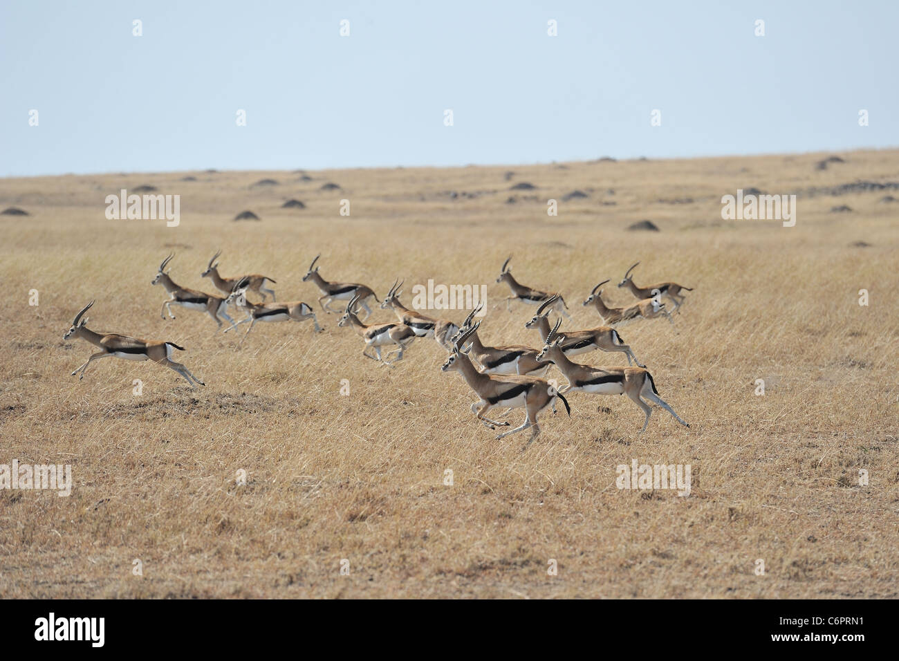 Thomson es Gazelle - Tommie - Tommy (Eudorcas Thomsonii - Gazella Thomsonii) Herde von Männchen läuft in der Maasai Mara Stockfoto