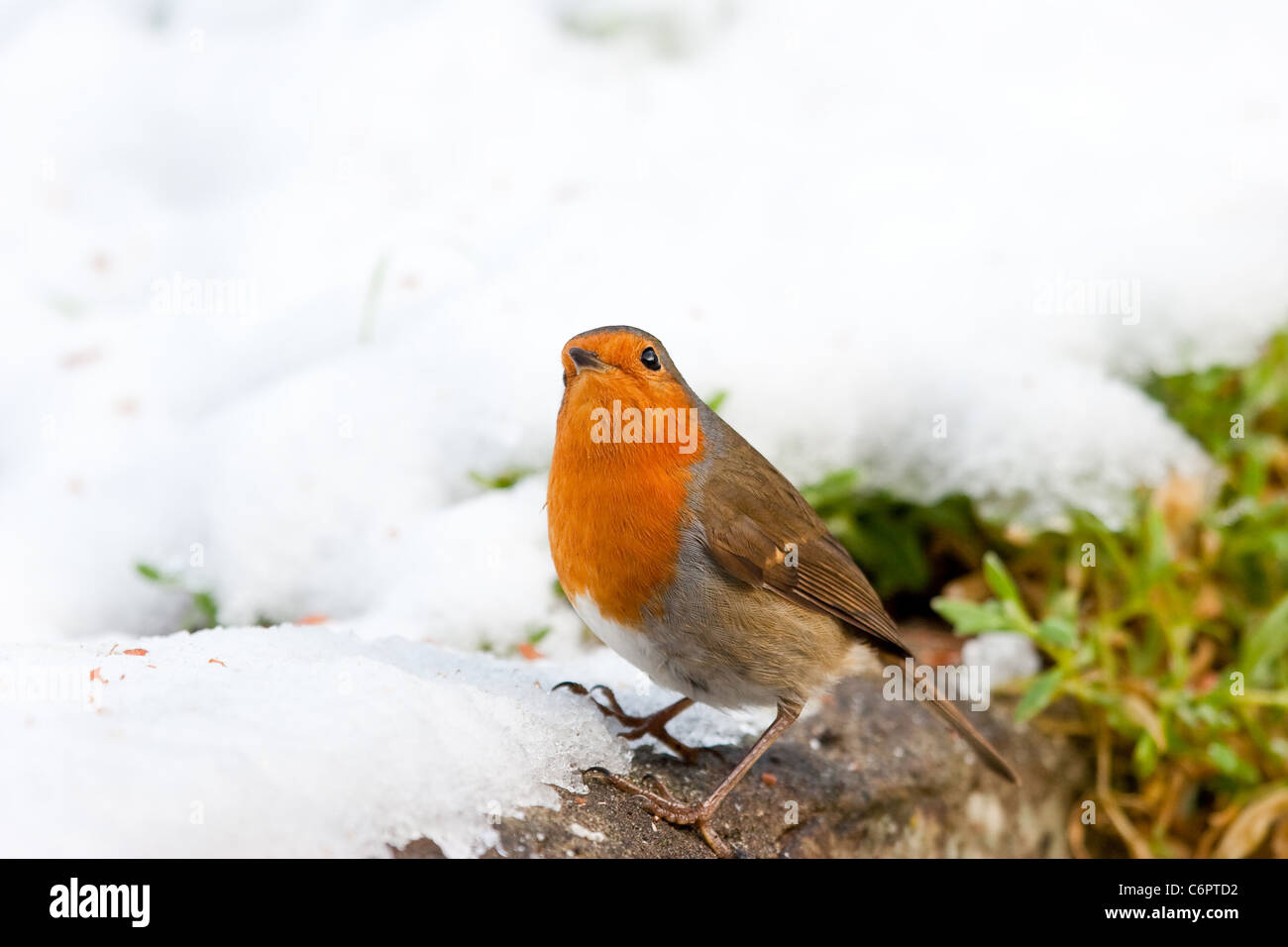 Weihnachten-Robin im Schnee Looking to Sky Stockfoto