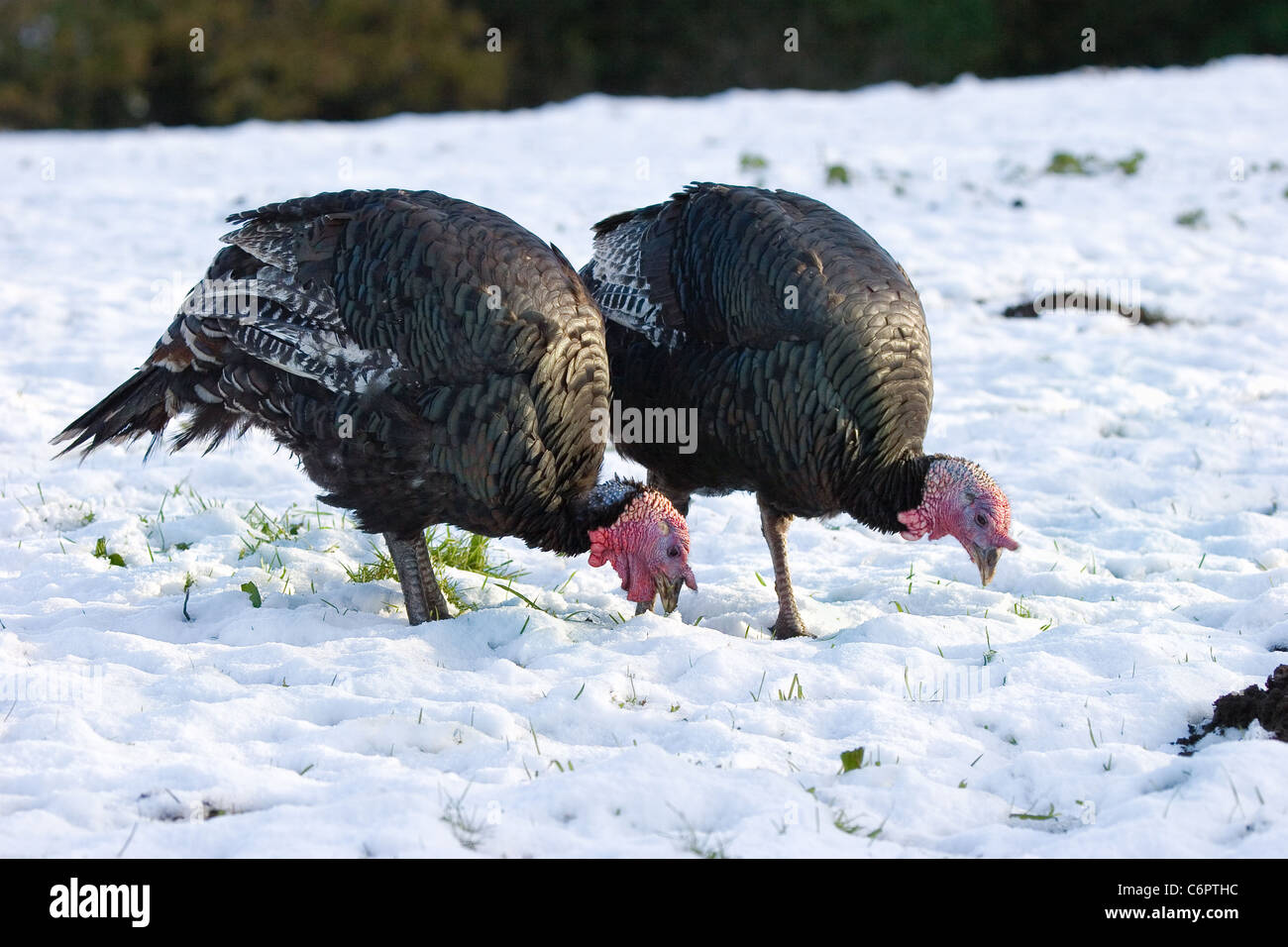 Bronze Puten Fütterung in schneebedecktes Feld Stockfoto