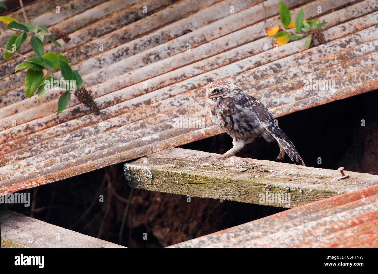 Steinkauz (Athene Noctua) mit einem Flügel Strecken außerhalb alte Scheune Stockfoto