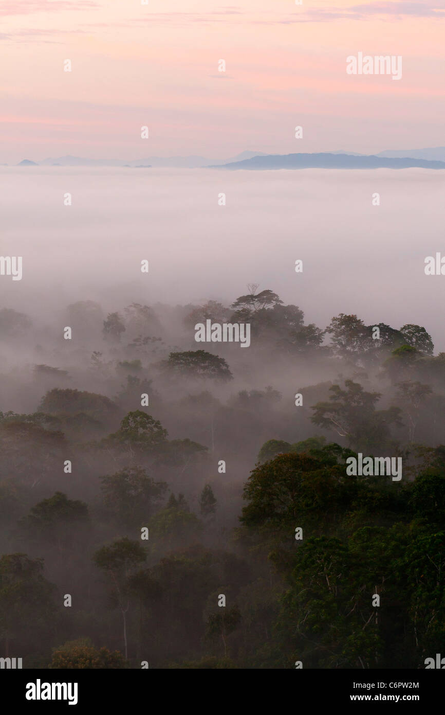 Regenwald-Nationalpark Madidi bei Sonnenaufgang mit Nebel über den Park, bolivianischen Amazonas Stockfoto