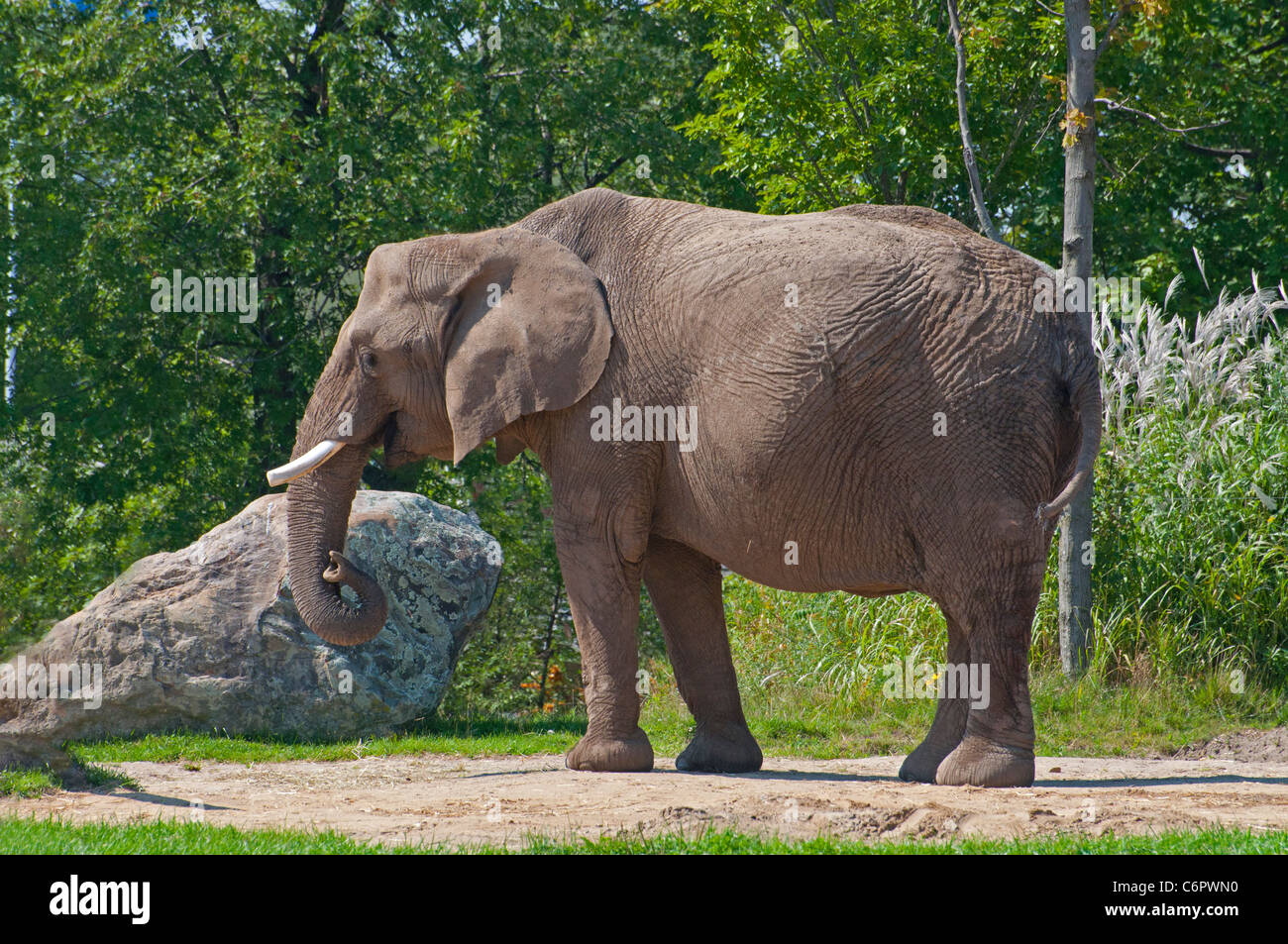 Ansicht eines afrikanischen Elefanten im Zoo von Granby. Stockfoto