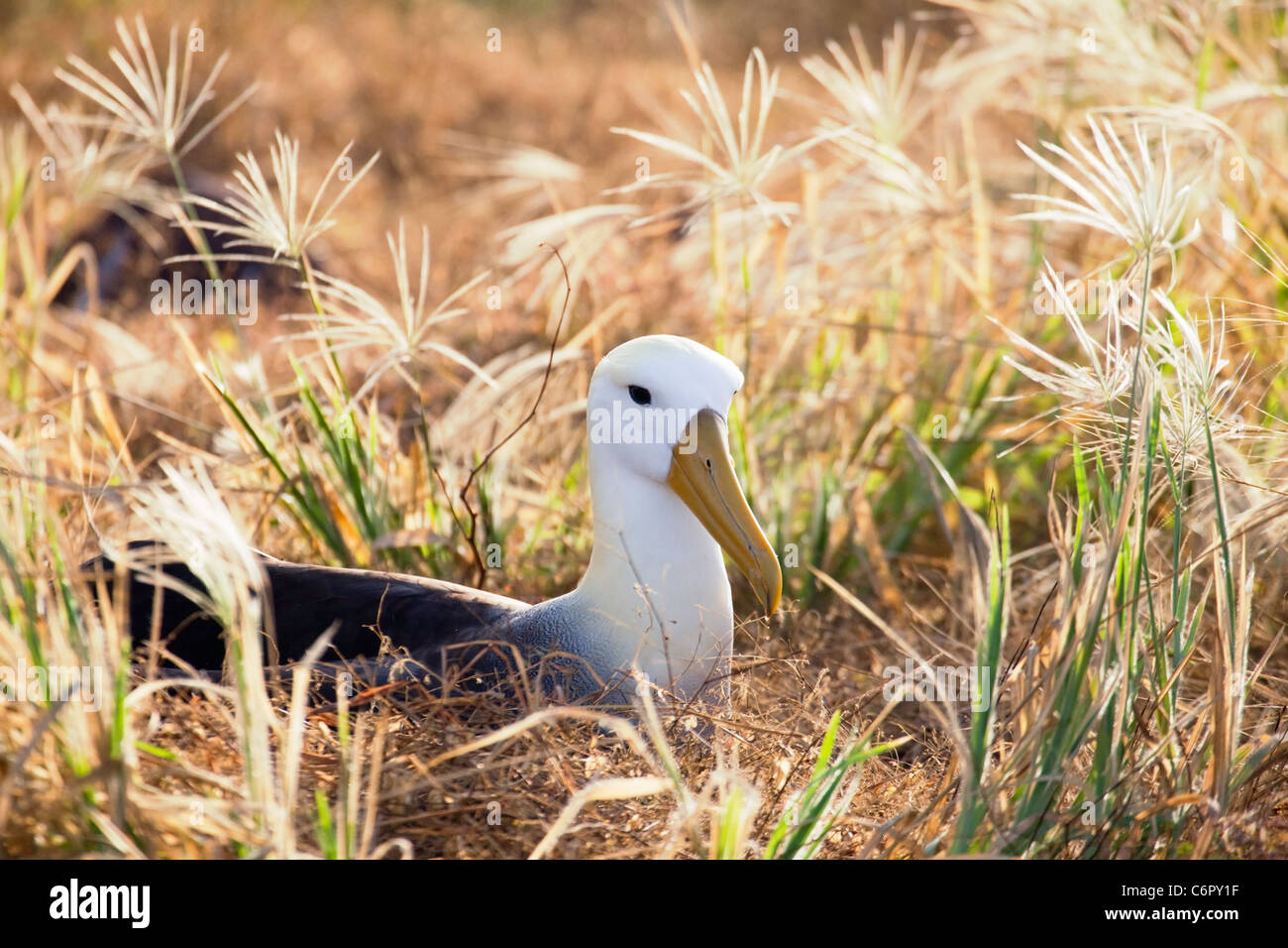 Winkte Albatross (Phoebastria Irrorata) nisten, vom Aussterben bedrohte Arten Stockfoto