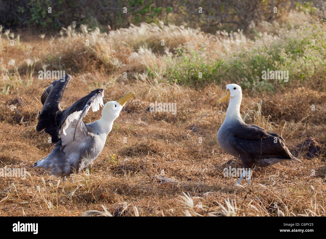 Paar winkte Albatrosse (Phoebastria Irrorata) umwerben, vom Aussterben bedrohte Arten Stockfoto