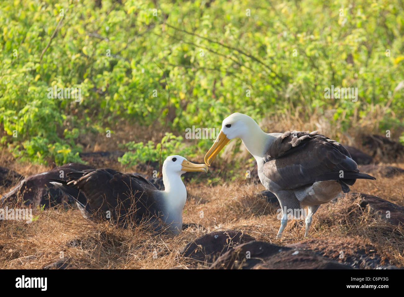 Paar wellenförmige Albatrosse (Phoebastria irrorata), die auf den Galapagos-Inseln umwerben. Vom Aussterben bedrohte Arten Stockfoto