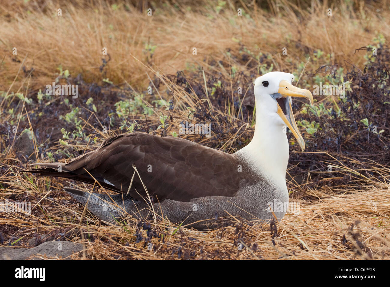 Winkte Albatross (Phoebastria Irrorata) nisten, vom Aussterben bedrohte Arten Stockfoto