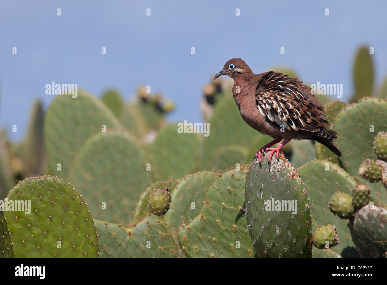 Galapagos Dove (Zenaida galapagoensis) auf dem Kaktus der Stachelpfeife (Opuntia galapageia) Stockfoto