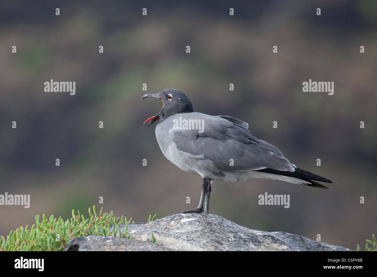 Lava Gull (Larus Fuliginosus) Berufung Stockfoto