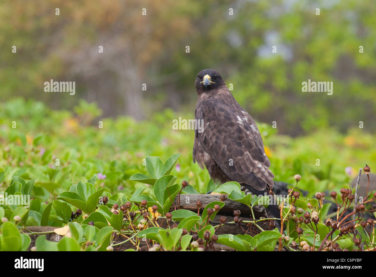 Galapagos Hawk in Puerto Egas auf der Insel Santiago (Buteo galapagoensis) Stockfoto
