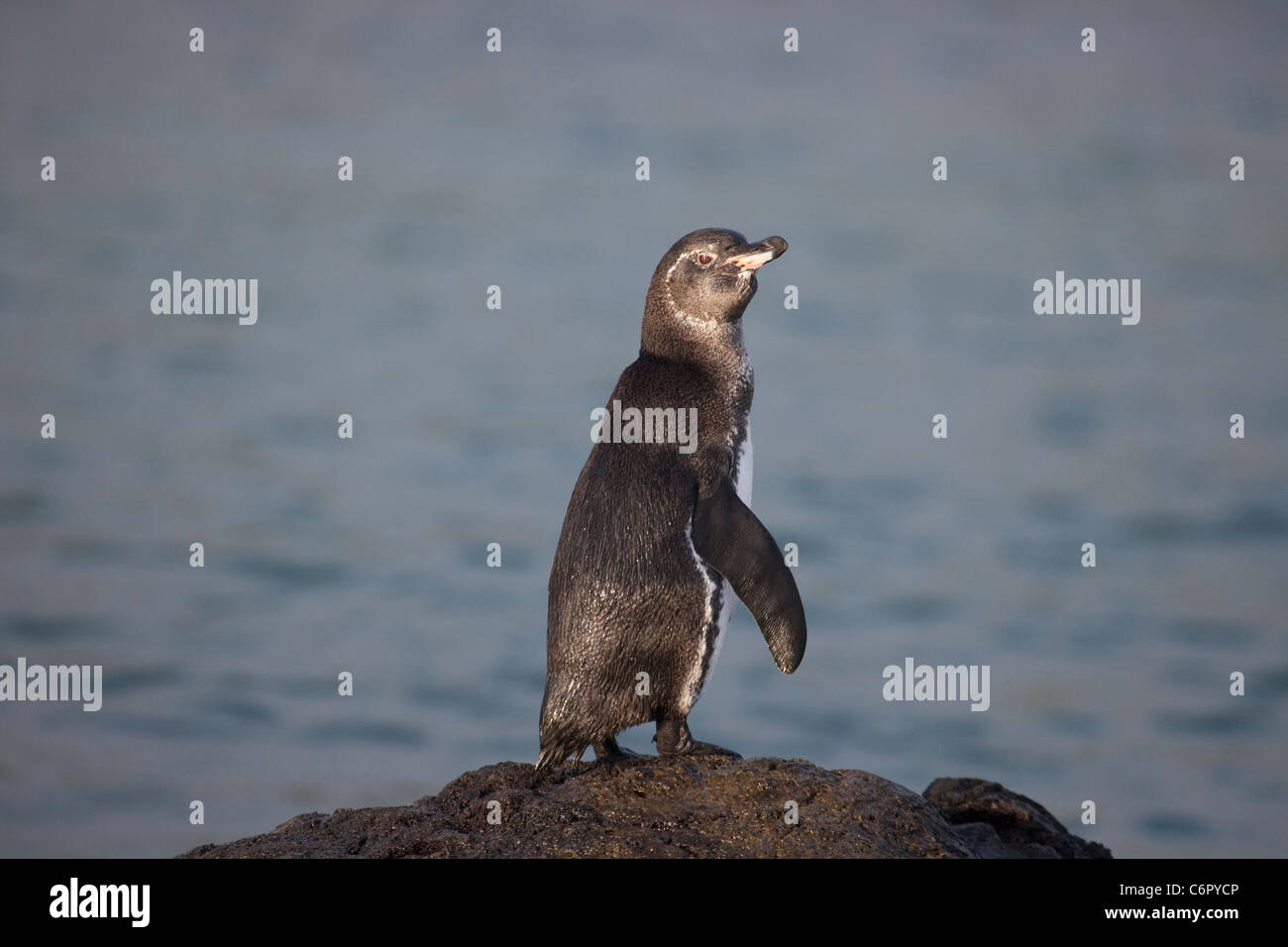 Galapagos-Pinguin steht auf Lavafelsen im Pazifischen Ozean. Spheniscus mendiculus Stockfoto