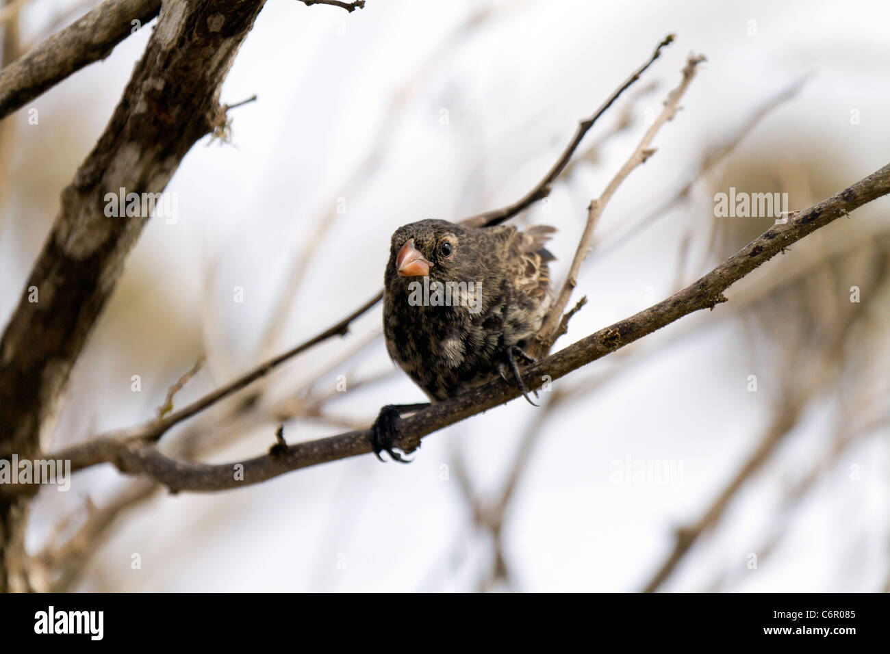 Weibliche Großbaum Finch in Santa Fe Island, Galapagos Stockfoto