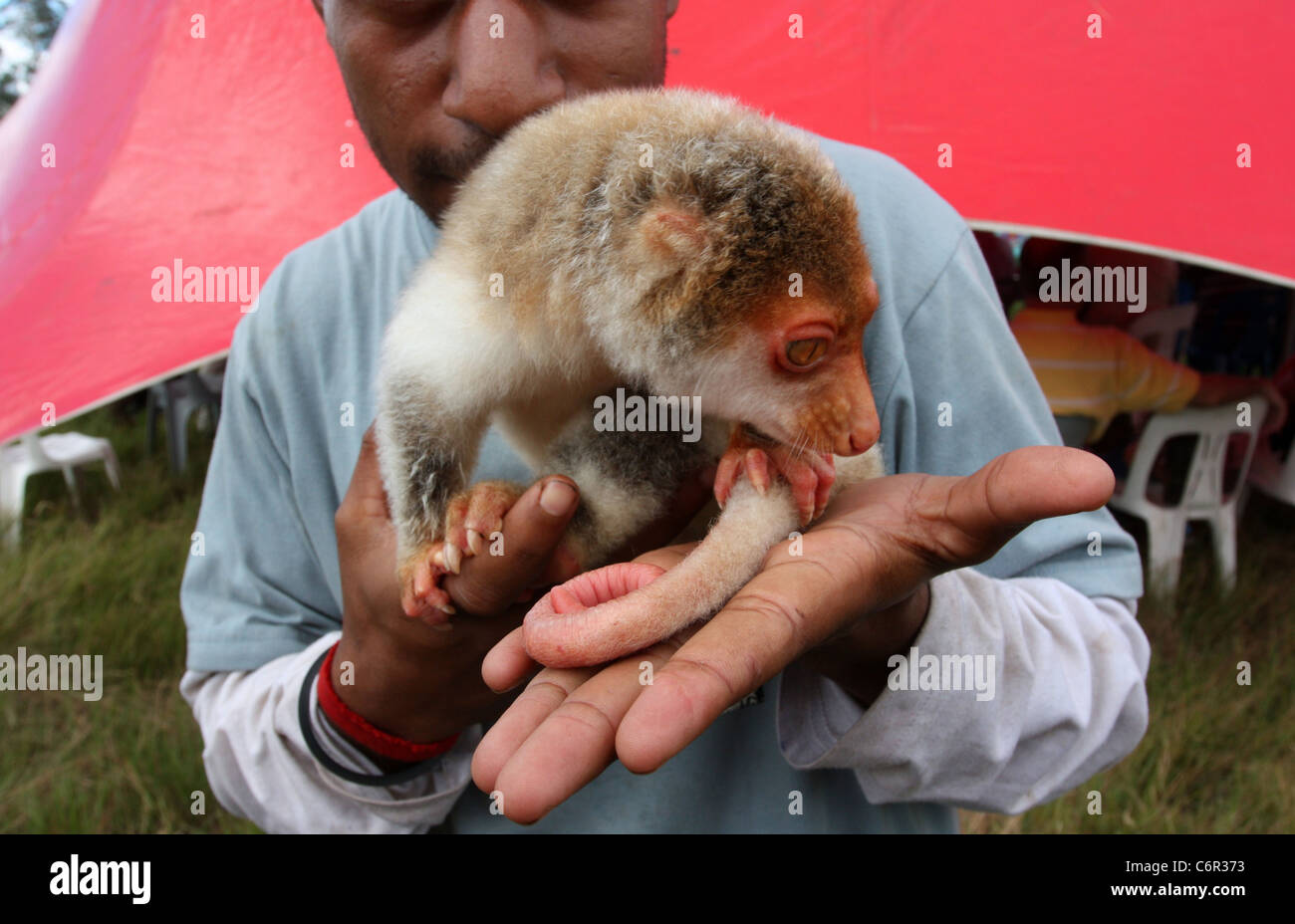 Ein Cuscus gehalten als Haustier in Papua-Neu-Guinea Stockfoto