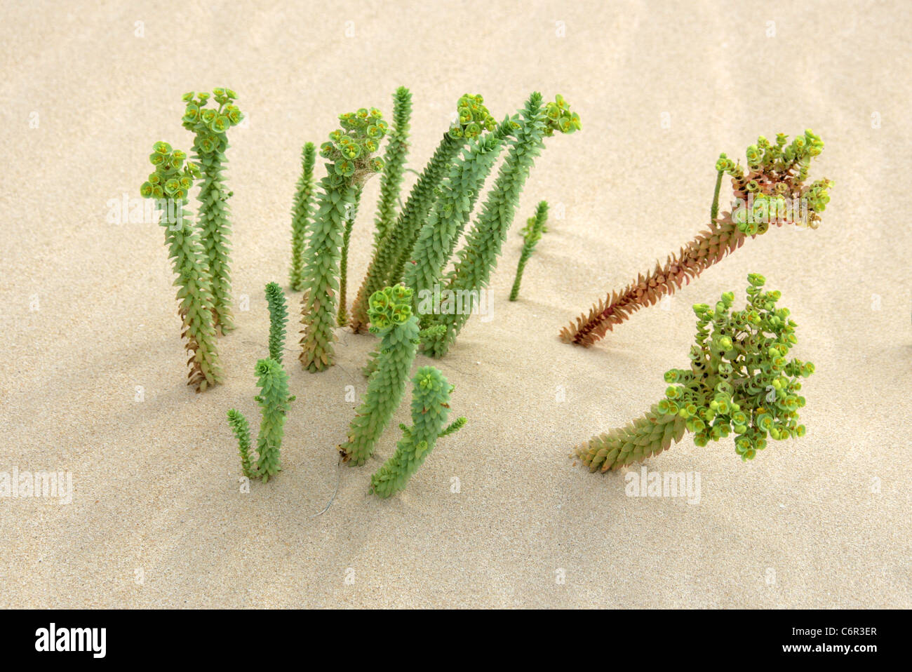 Meer-Wolfsmilch, Euphorbia Paralias, Euphorbiaceae. Nationalpark von Corralejo, Fuerteventura, Kanarische Inseln. Stockfoto