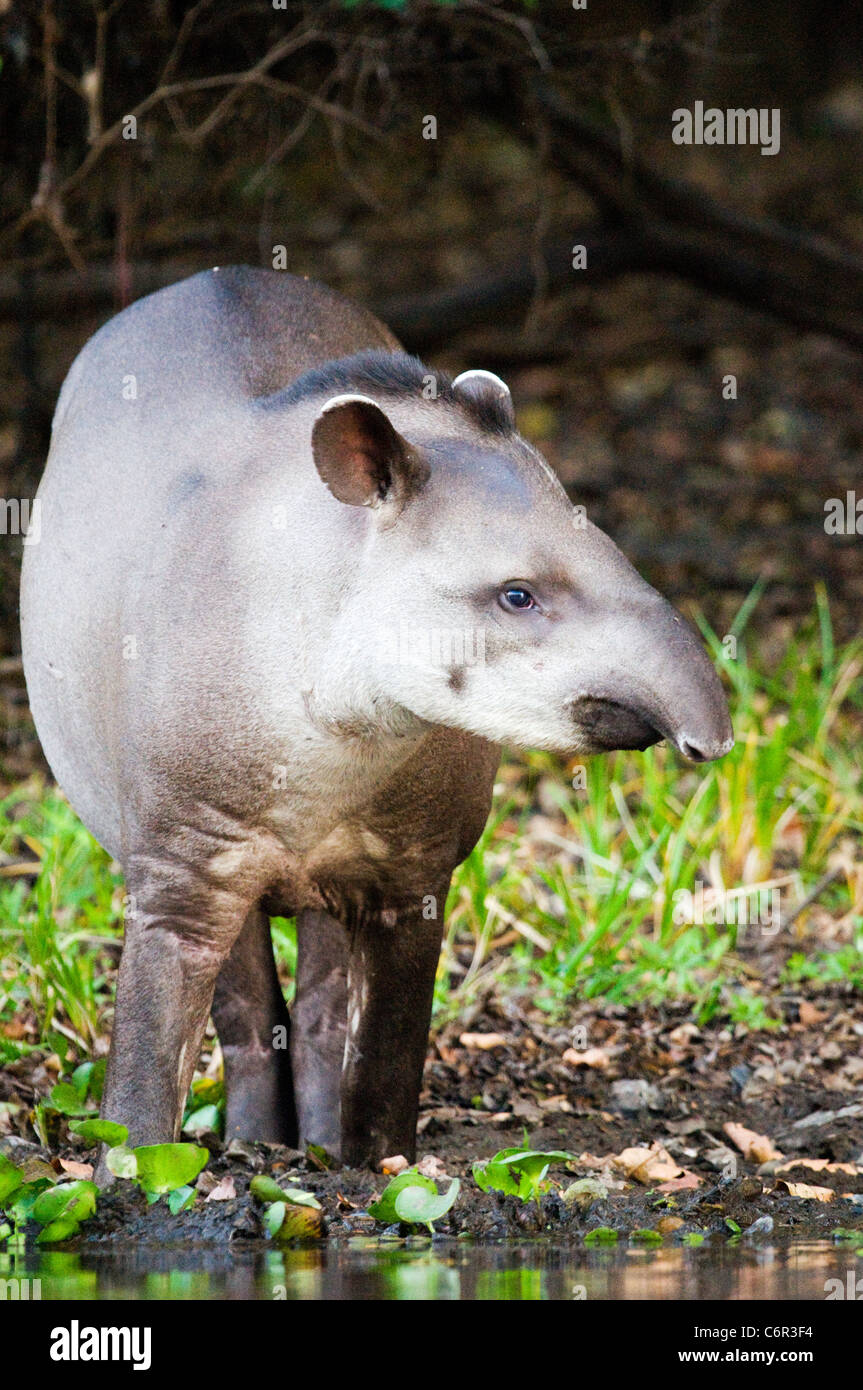 Brasilianische tapir Stockfoto