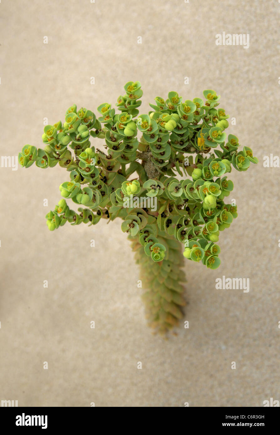 Meer-Wolfsmilch, Euphorbia Paralias, Euphorbiaceae. Nationalpark von Corralejo, Fuerteventura, Kanarische Inseln. Stockfoto