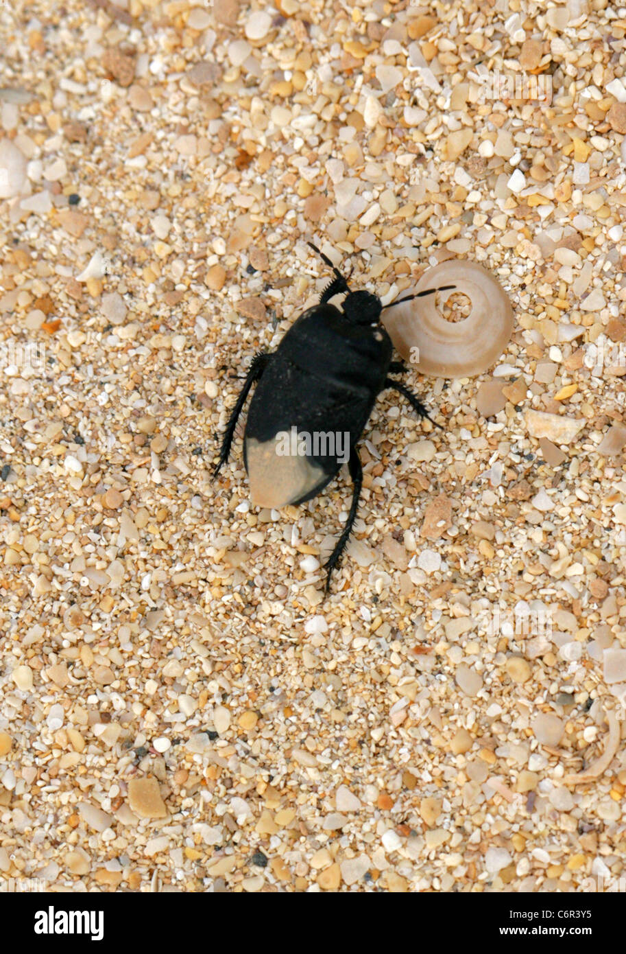 Grabende Bug, Cydnus Aterrimus Cydnidae, Heteroptera, Hemiptera. Correlejo Nature Reserve, Fuerteventura, Kanarische Inseln. Stockfoto