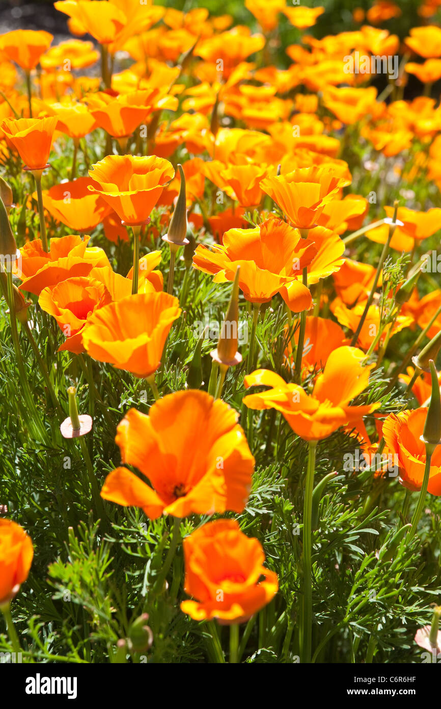 California Mohn in voller Blüte, Santa Ynez Valley, California, Vereinigte Staaten von Amerika Stockfoto