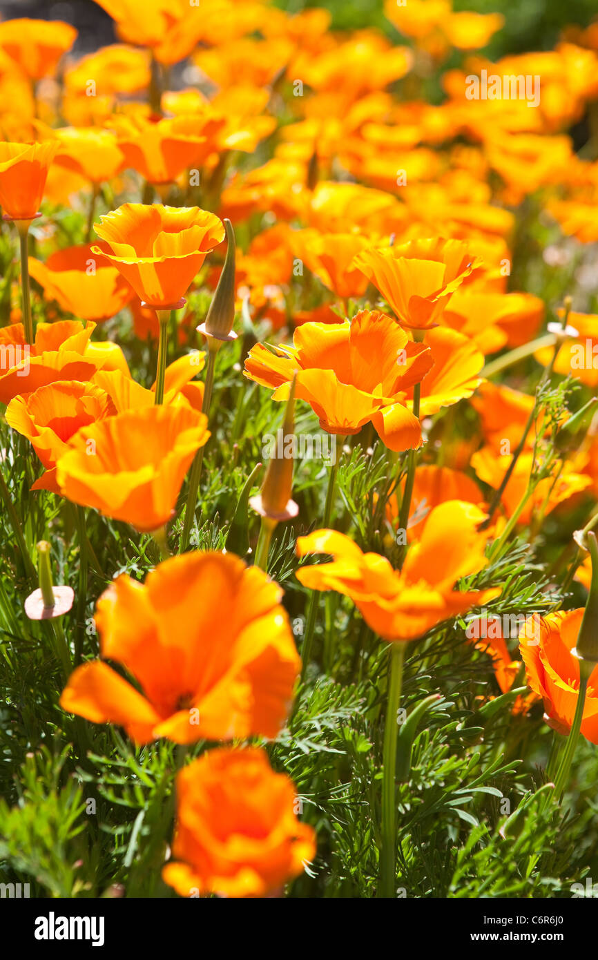 California Mohn in voller Blüte, Santa Ynez Valley, Kalifornien Stockfoto