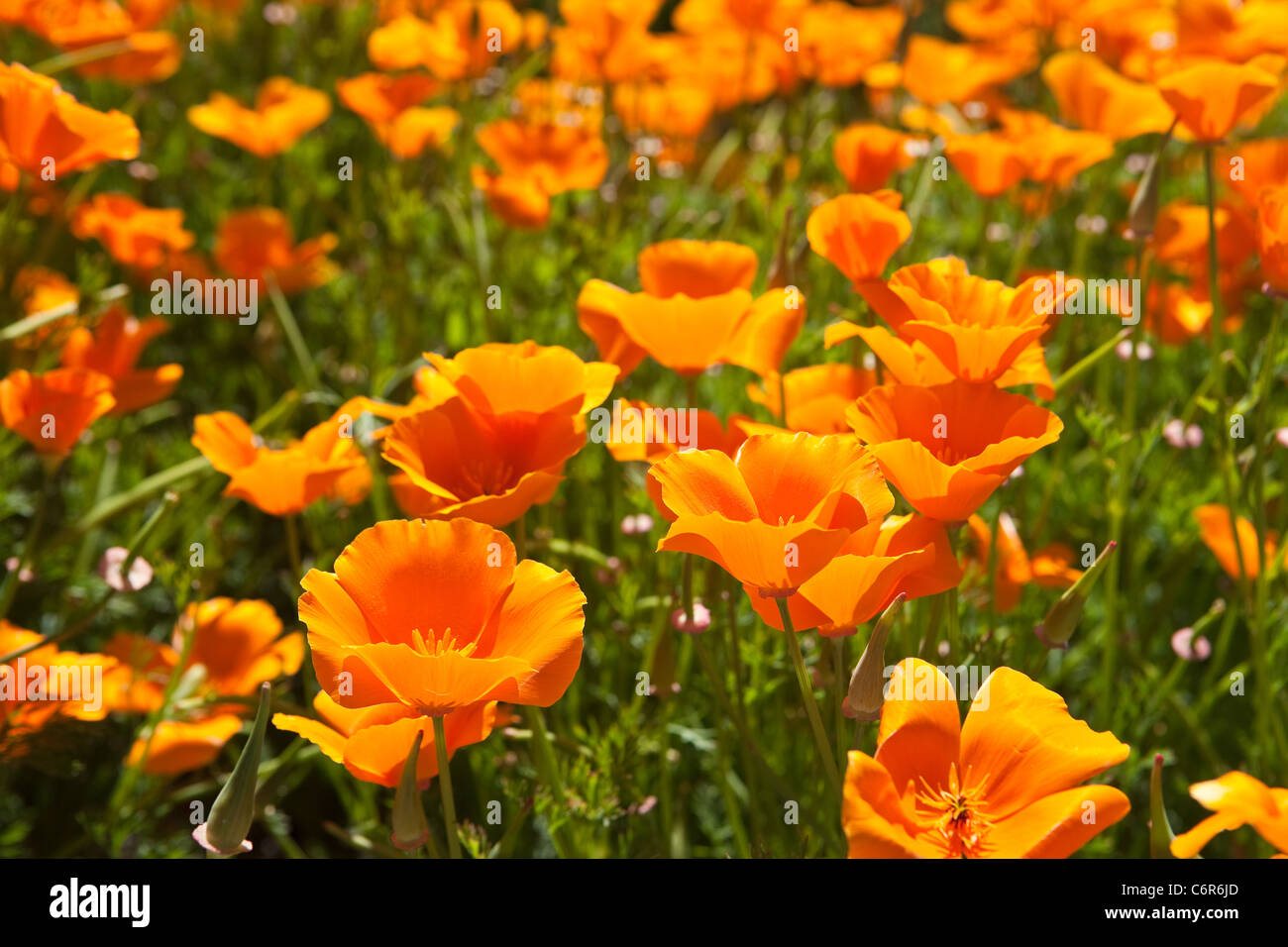 California Mohn in voller Blüte, Santa Ynez Valley, Kalifornien Stockfoto