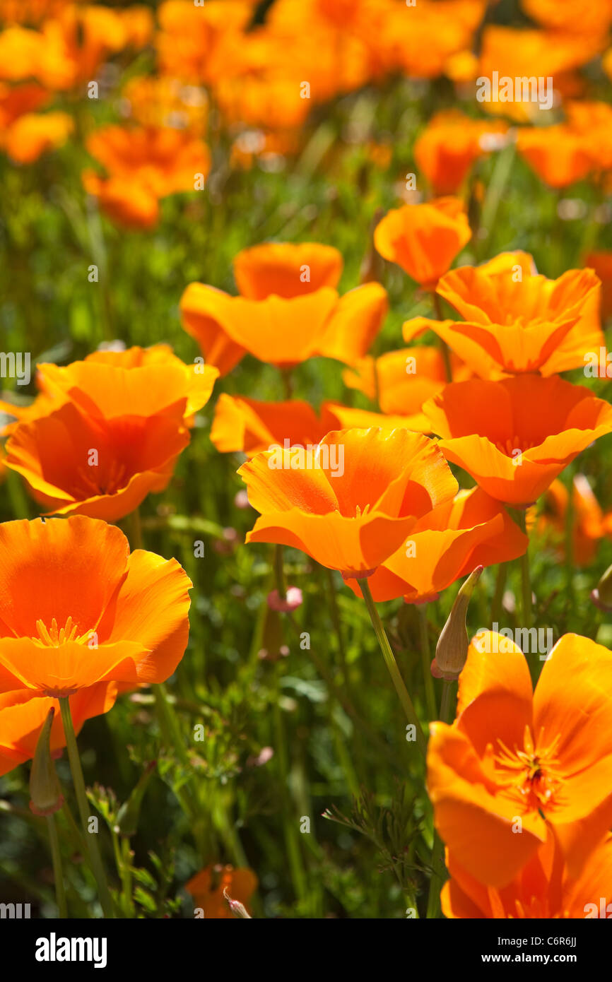 California Mohn in voller Blüte, Santa Ynez Valley, Kalifornien Stockfoto