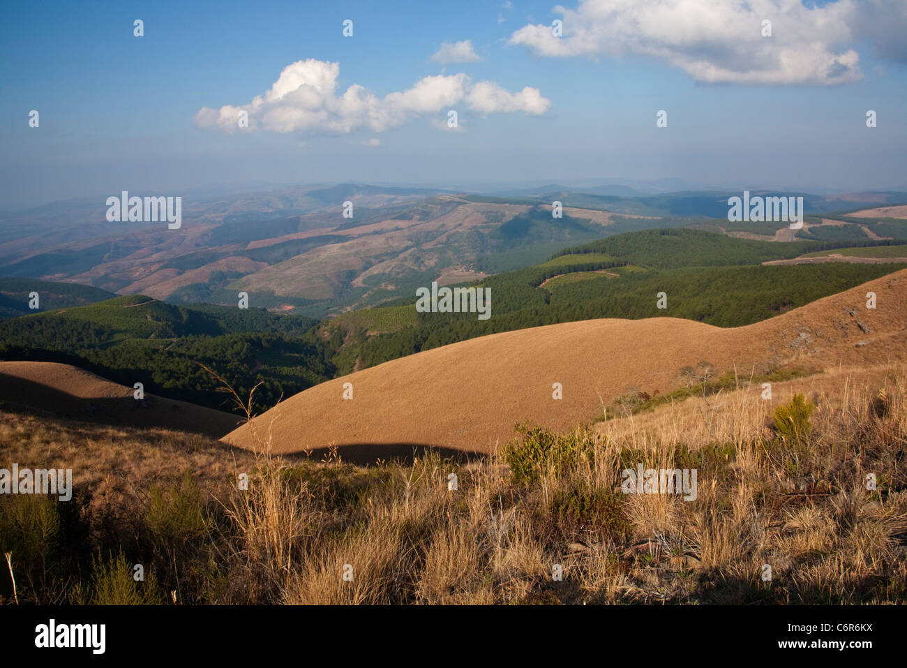 Malerische Aussicht auf die Landschaft von Long Tom Pass mit sanften Wiesen und Wald-Plantagen Stockfoto