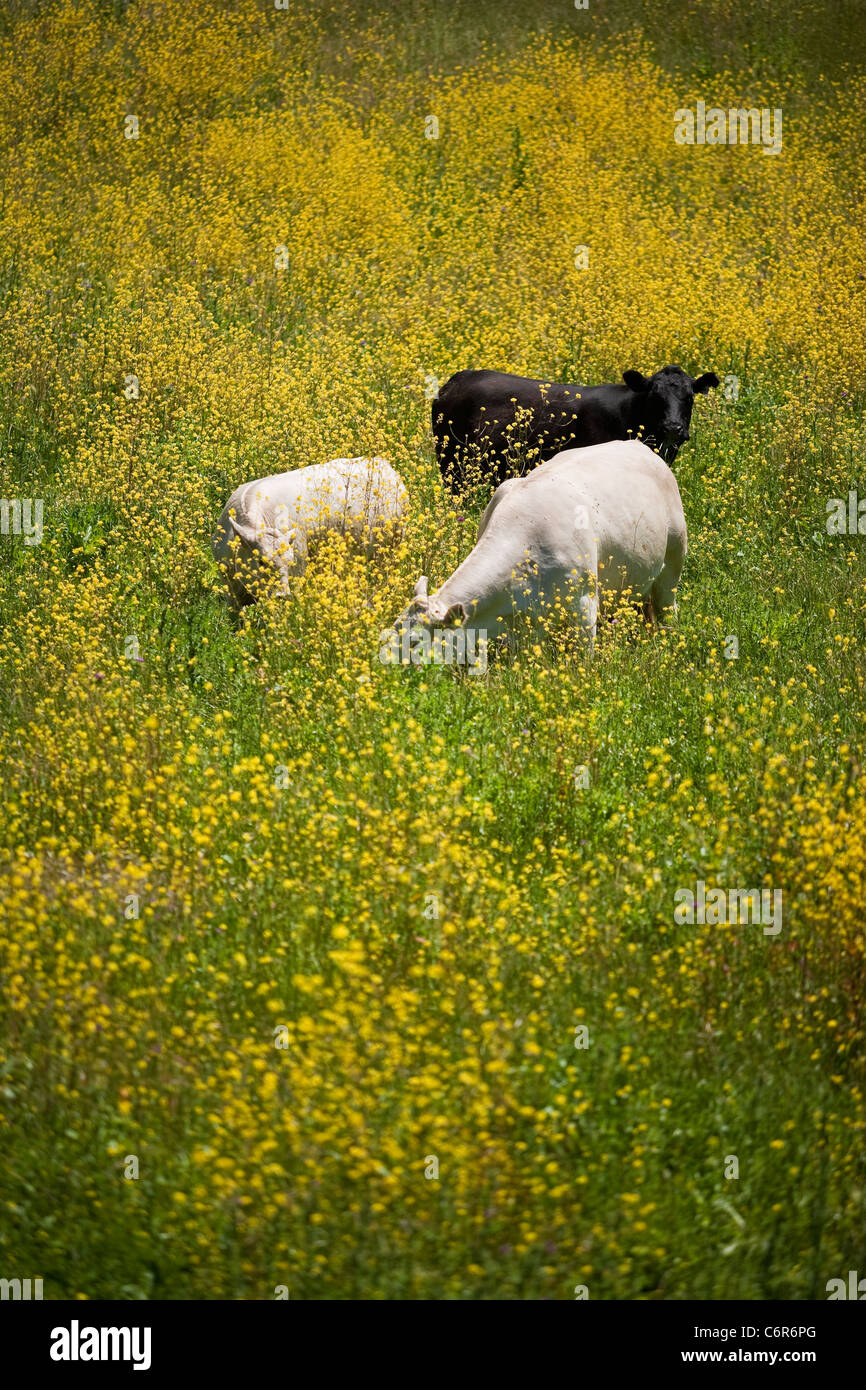 Rinder grasen auf der Wiese, Santa Ynez Valley, California, Vereinigte Staaten von Amerika Stockfoto