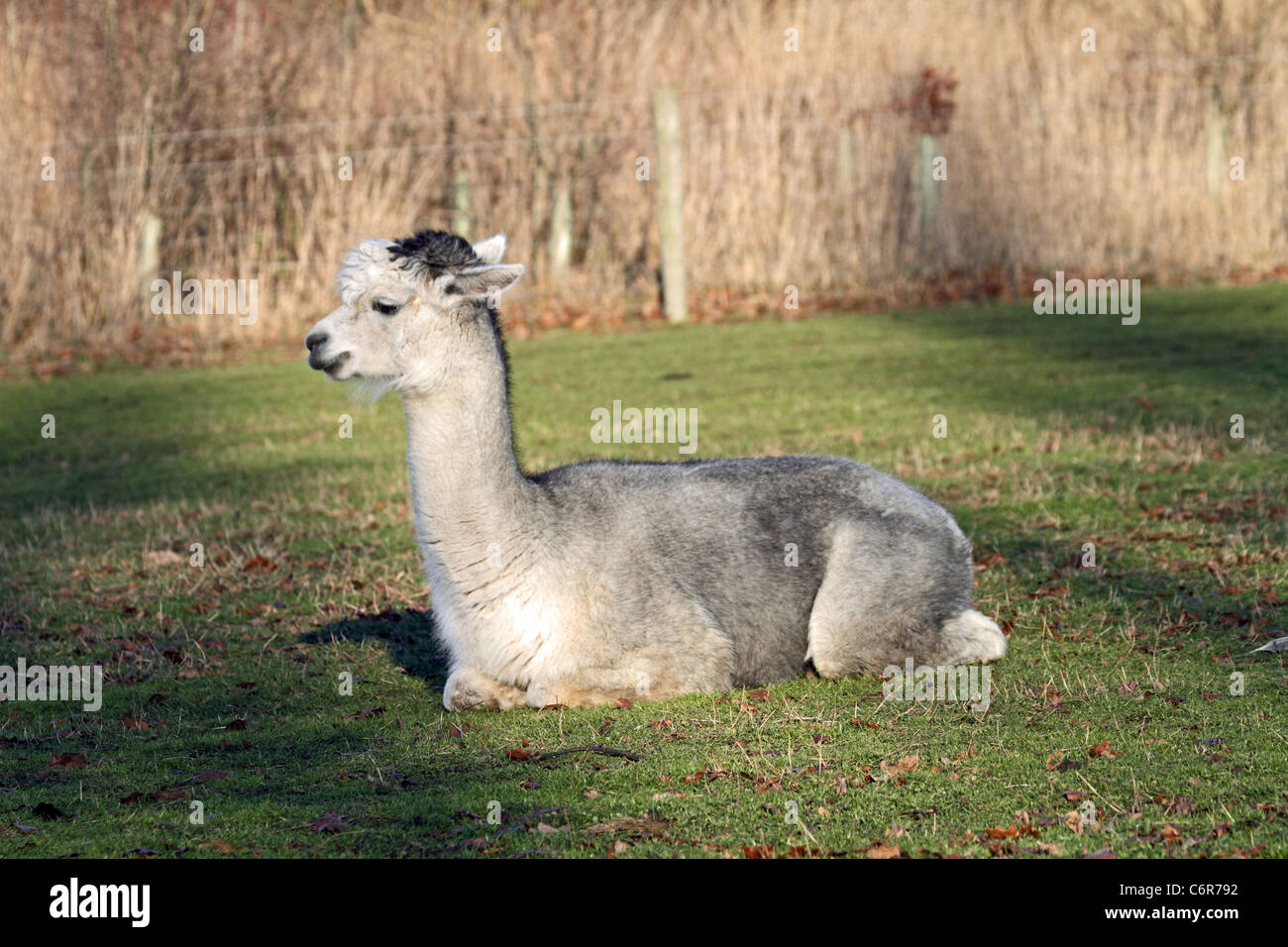 Alpaka (Vicugna Pacos) - einer domestizierten Arten der Kameliden Stockfoto