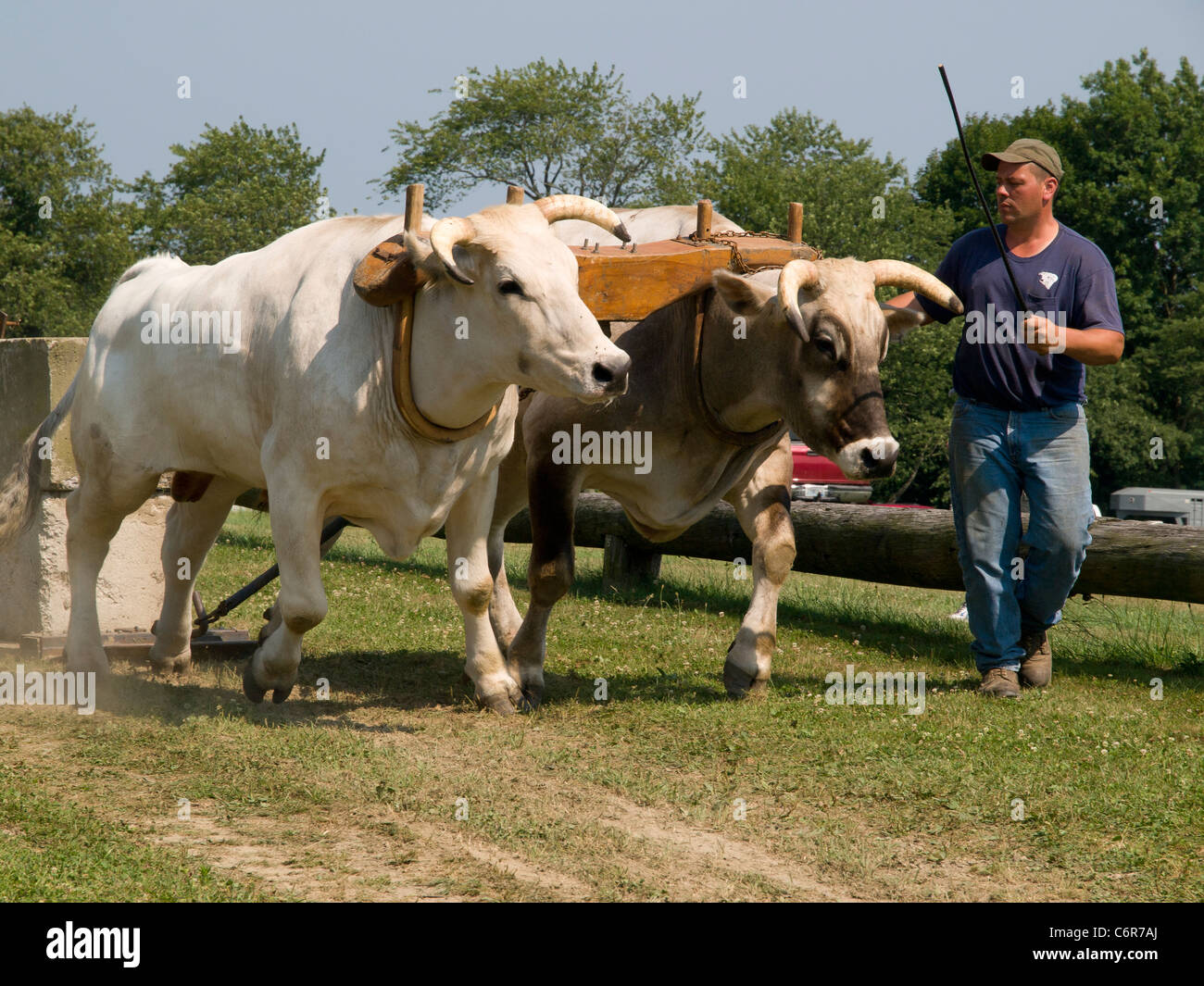 Ochsen ziehen Wettbewerb an Woodstock Kirmes, Connecticut, USA Stockfoto