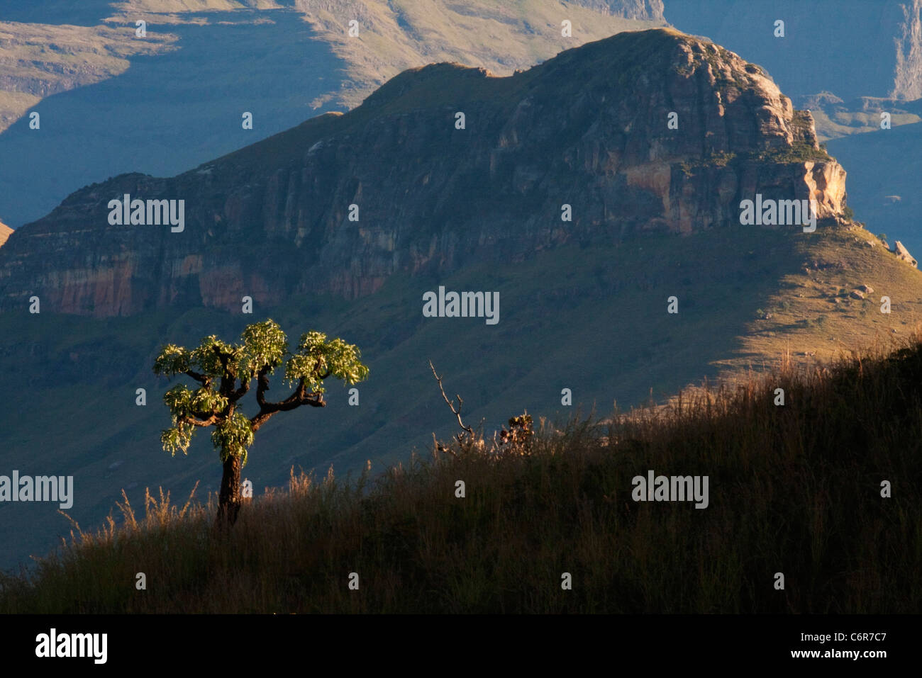 Natal Drakensberge Landschaft mit einem einsamen Kohl Baum auf einem grasbewachsenen Hang gesehen vor dem Hintergrund der Berge und Klippen Stockfoto