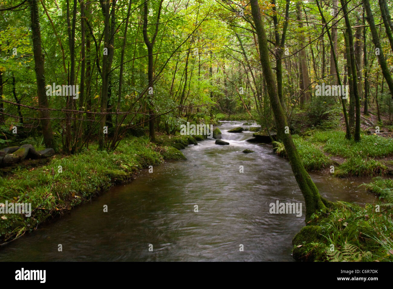 Ruhigen Gebirgsbach fließt durch einen Wald Stockfoto