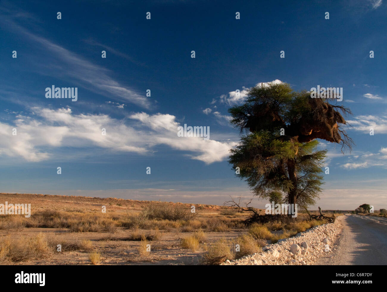 Kalahari-Landschaft mit einem geselligen Weber-Nest in einem Camelthorn neben einer Schotterstraße Stockfoto