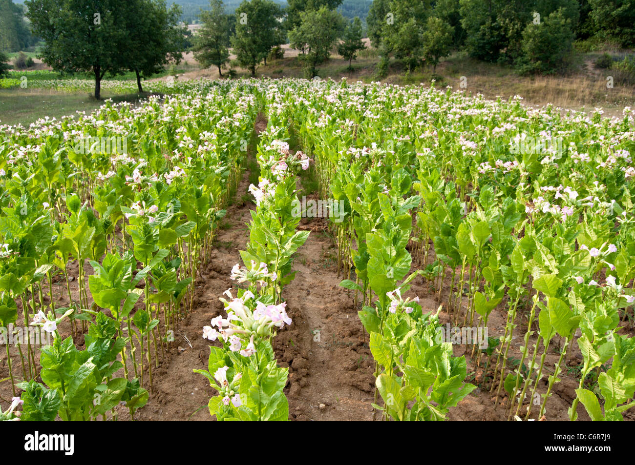 Orient-Tabak-Plantage-Blüte Tabakpflanzen Stockfoto