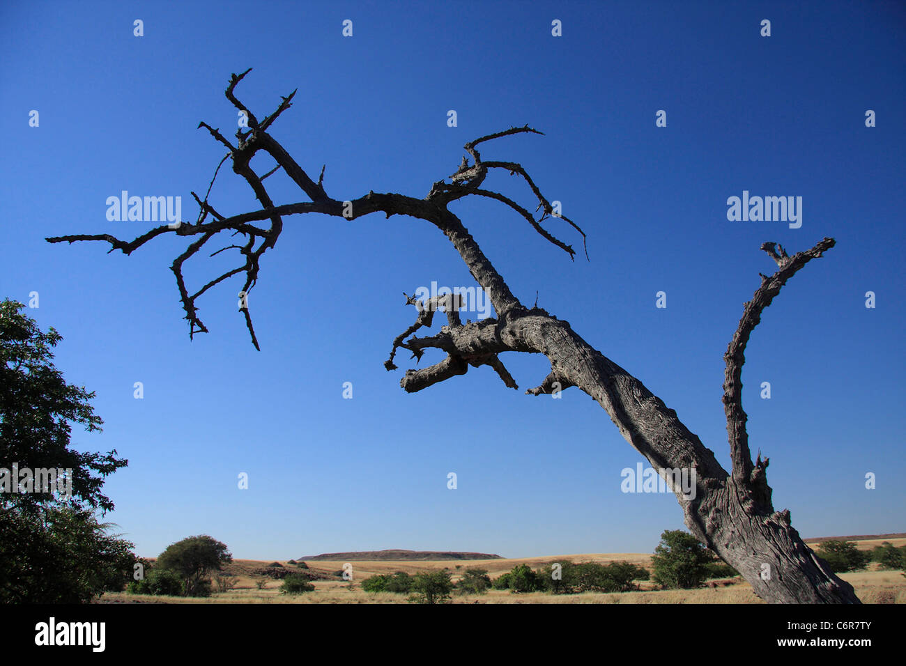 Toter Baum in Wüstenlandschaft Stockfoto