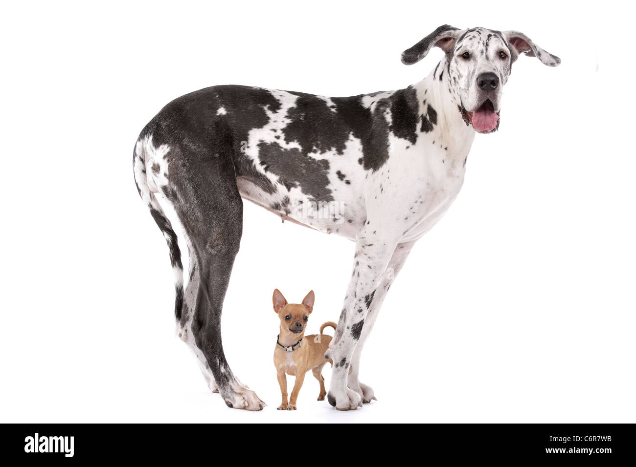 Deutsche Dogge Harlekin und ein Chihuahua vor einem weißen Hintergrund Stockfoto