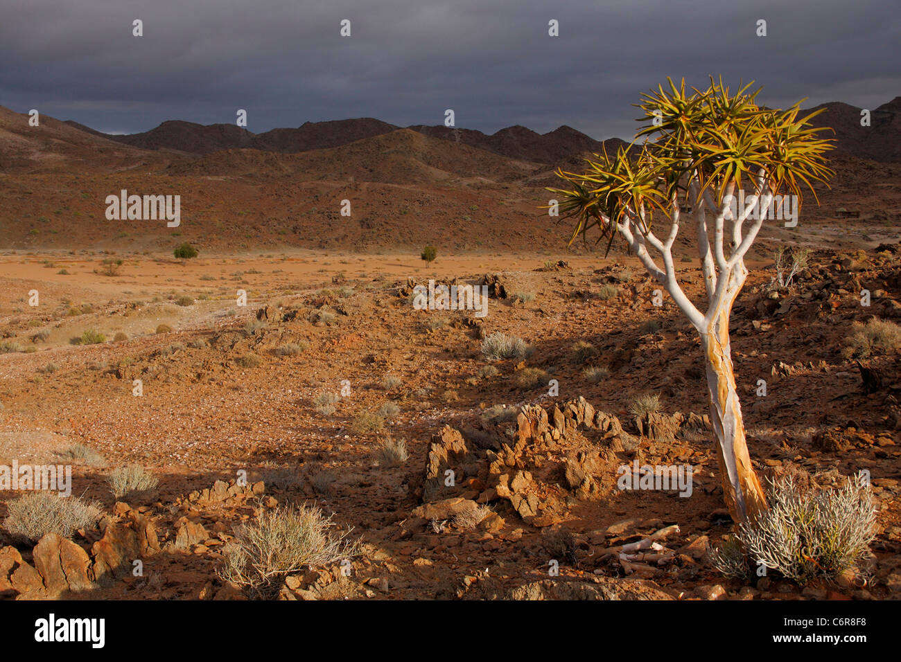 Wüstenlandschaft mit Kokerboom Stockfoto