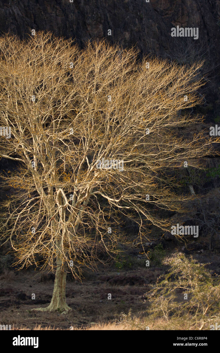 Fever Tree (Acacia Xanthophloea) vor einem dunklen Felsen gesehen Stockfoto