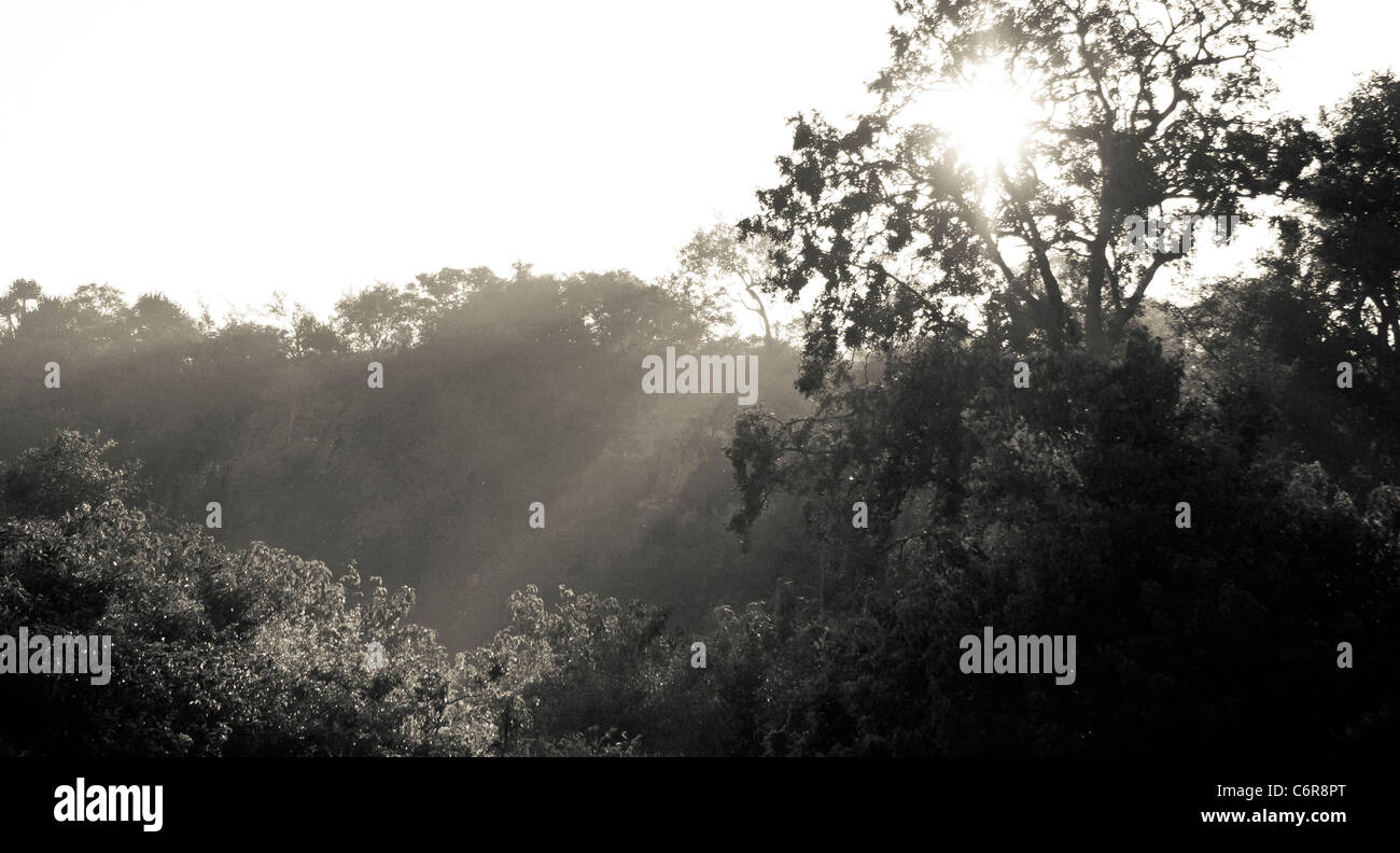 Baumkronen mit Sonnenstrahlen Stockfoto