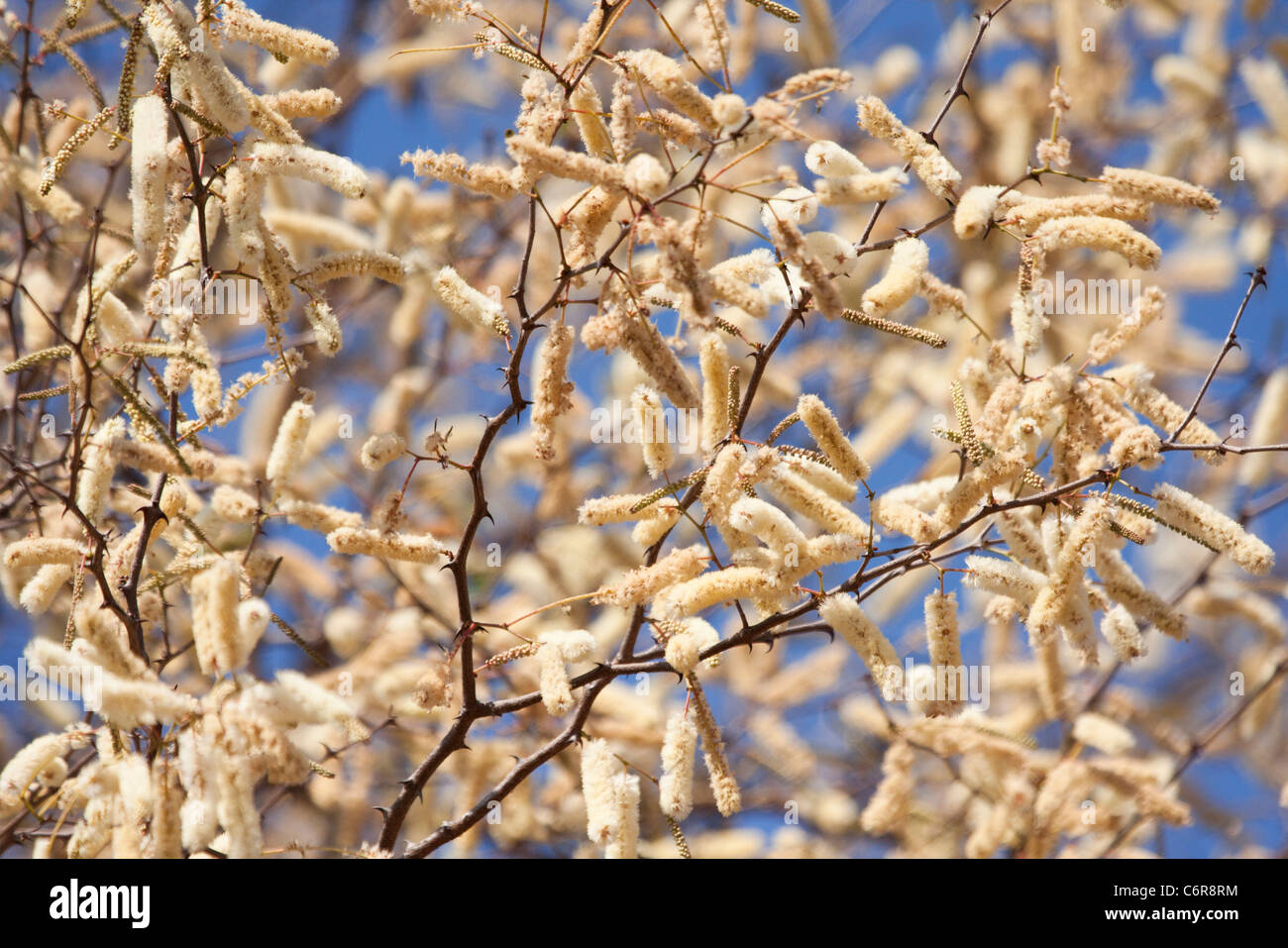 Drehknopf Dorn (Acacia hier) Blumen - Blüte reichlich im September und Oktober Stockfoto