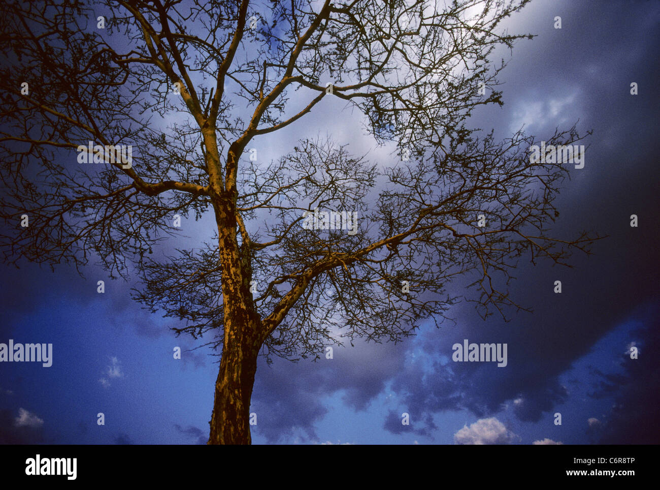 Niedrigen Winkel Blick auf Fieber Baum (Acacia Xanthophloea) und Wolken Stockfoto